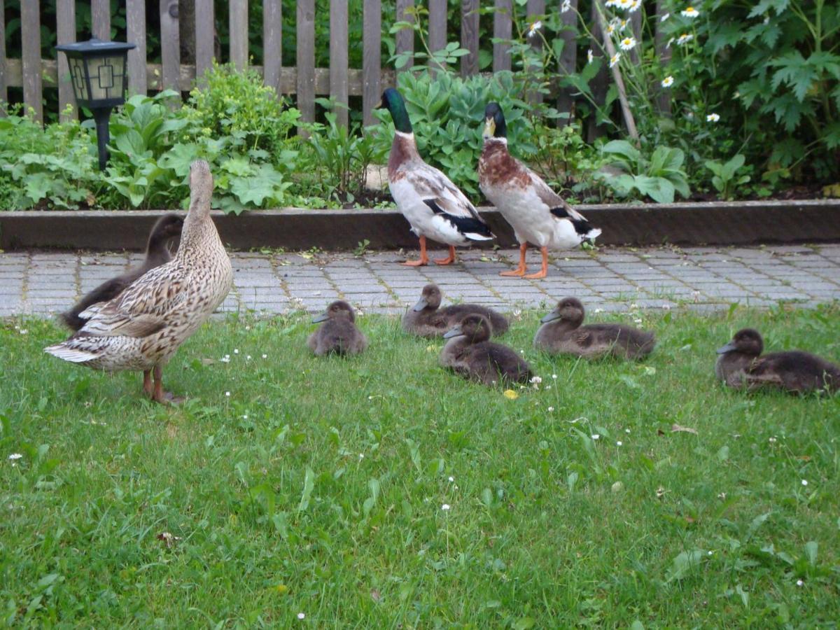 Farm stay Auerhof